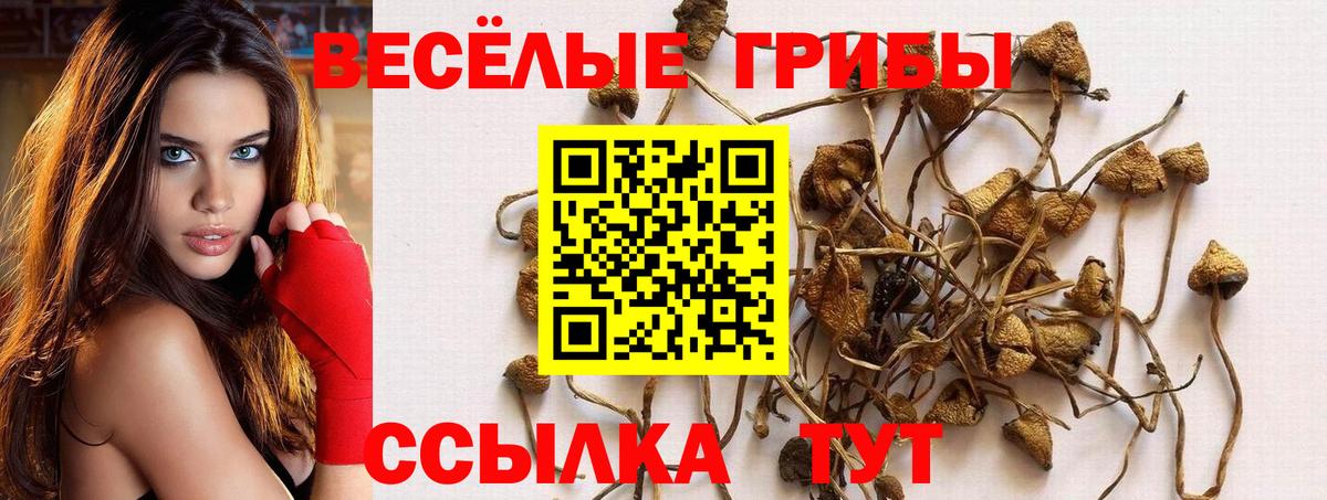 Галлюциногенные грибы Cubensis  Галлюциногенные грибы Psilocybine cubensis  Сегежа  Вход с VPN 